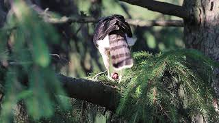 Juvenile Coopers Hawk With Prey Item, Toronto, 07/23/21