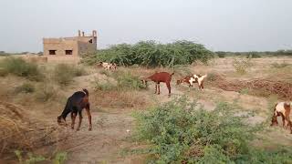 الماعز يأكل أوراق الشجر في المساء في القرية #animals #goat #tharwildlife #viralvideo #villagelife