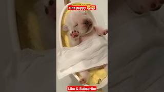 cute sleeping puppy 🐶🐶 #youtube #viral #animals #dog #puppy