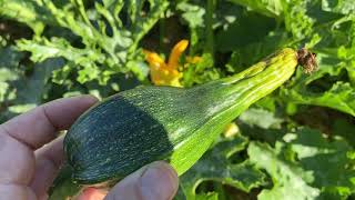 Growing Zucchini’s successfully