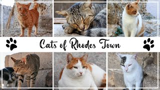 Cats of Rhodes Town 🇬🇷 🐈 🐈‍⬛