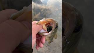 Nice bass MUNCHES the senko!!! #fishingtechniques