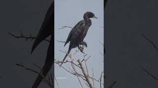 Bird Watching👀, Cormorant #cormorant #birds #watch #look #beautiful #love #shortsfeed #shorts #short