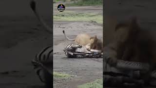 Lion hunting Zebra #shorts #lionhunting