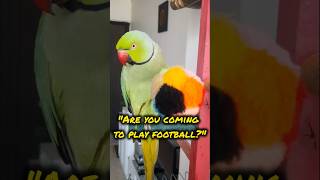 This Parrot Plays Better Soccer Than You⚽️⚽️#shorts #tiktok #parrot #funnyanimal #birds  💚💚