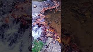 October Stream Flow 1 #hydrology #water #slowed #flowing #bewatermyfriend #bewater #h2O #outdoors