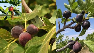 How to Grow TONS of Figs IN Freezing Weather!natur love