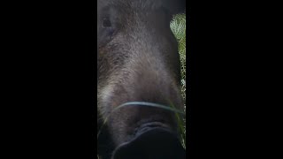 Curious boar finds a camera trap! #funnyshorts #trailcam