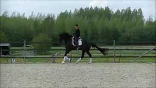 5 Jarige Depardieux (Rhodium x Negro x Ferro)