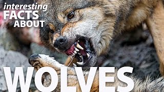 Interesting Facts about Wolves