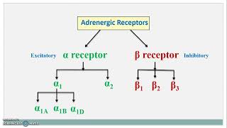 Adrenergic Receptors || Adrenoceptors