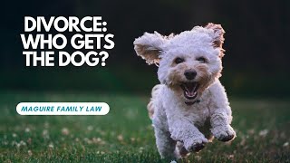 Divorce -  who gets the dog?