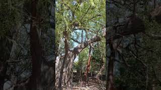 Árbol Milenario en Concá, Arroyo Seco Querétaro