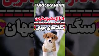 محبوب ترین سگ های جهان❤️🐕#shorts