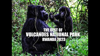 VOLCANOES NATIONAL PARK RWANDA (Mountain gorilla trekking in Rwanda 2023)- Remarkable gorilla trek