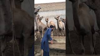 Camel farm amazing#shorts #shorts #camel #youtube #viralvideo