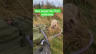 New puppy first wildcamp #campingequipment #campinglife #survival