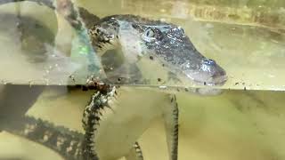 Caiman, pythons, boas and monitor lizard