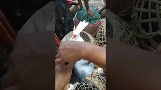 Pigeon 🐦 market 🥰