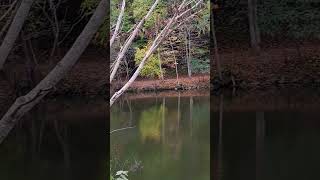 A Little Autumn Color #autumn #fall #Tennessee #hikingadventures #outdoors #Lake #water #October