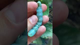 GIANT BLUE CATERPILLAR EATEN BY TOKAY GECKO!