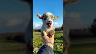 Baby goat 🐐 #babyshorts #animalcute #babygoats #animallover #animals #kidsvideos