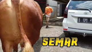 Sapi jumbo SEMAR mendadak menjadi tontonan warga sekitar🔥🔥🔥