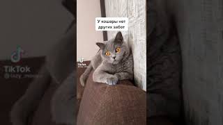 У кота нет других забот😂🐈