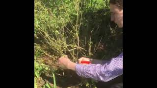 How to prune your salvias with William Dyson