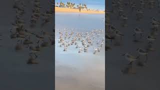 Sandpipers at Sunset.