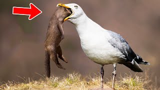 Hungry Birds Shockingly Swallowing Their Prey On Camera