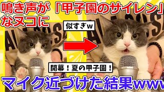 【2ch動物スレ】鳴き声が「甲子園のサイレン」すぎる猫さんにマイク近づけた結果➡反応が可愛すぎるｗｗｗ