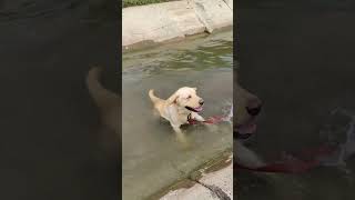 How a dog swims in water#shorts #dog