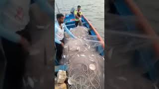 bangada fishing बांगडा फिशिंग