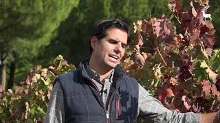 El otoño en los viñedos de Bodegas Arzuaga