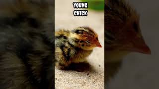 Young chick #shorts #viral #trending