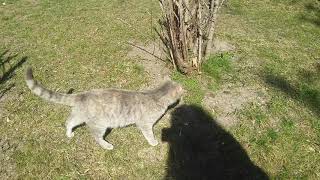 Doruk parka giderken Kedilerle karşılaştı🐈🐹 Doruk saw the cats