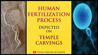 Human Fertilization Process depicted on Temple Carvings | मंदिर की नक्काशी पर मानव निषेचन प्रक्रिया