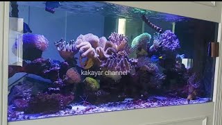 Ikan hias cantik sedang santai bermain dalam aquarium yang indah