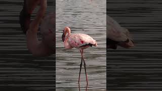 30,000 Flamingos in Navi Mumbai!