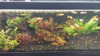 Something like a fishroom tour (part 1)