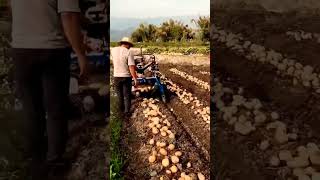 Potato Harvesters #jugaad #agri#machine #potato #potatoes #harvesting #ideas #inovation #farming