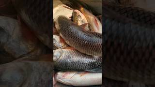 fish 🐟 #shorts #viral_video #avnishchandra #vairalvideo