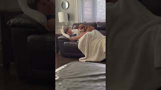 English Bulldog Kisses