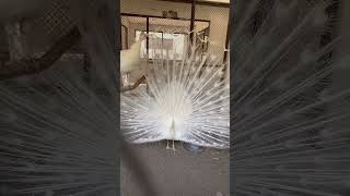 Peacock Dance