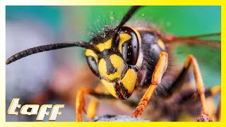 Sommerzeit ist auch Wespen-Zeit! Welche Gadgets taugen tatsächlich gegen die lästigen Insekten?