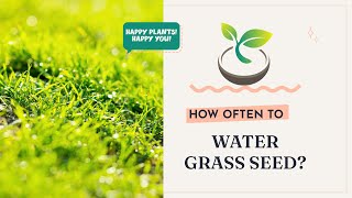 🌱🌸Unlocking Green Lawns: How Often to Water Grass Seed?