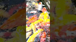 Pond with koi fish at Qibao Temple, Shanghai,China #travel #fish #koi #tourism #china