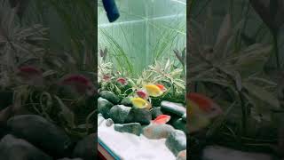 Aquarium beautiful #2023 #funny #foryou #fish #fyp #aquarius