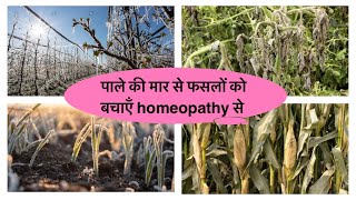 Homeopathic Management of FROST in crops फसलों में पाले से होने वाले नुक़सान का होमियोपैथिक इलाज